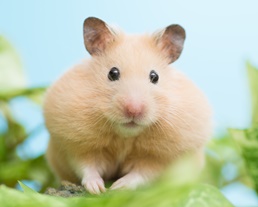 小動物のお世話記録