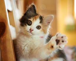 猫ちゃんのお世話記録